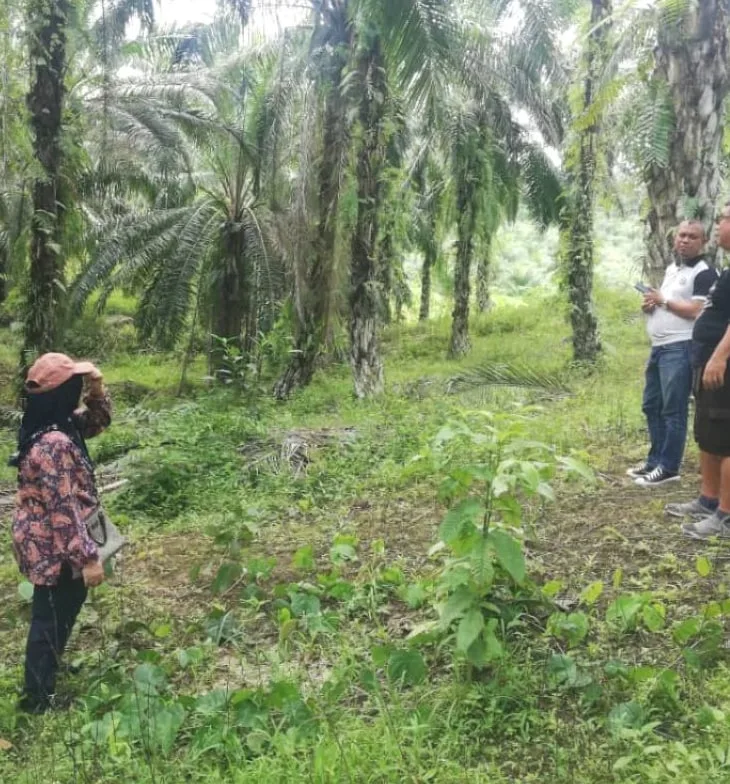 Audit team on an estate track between young oil palm