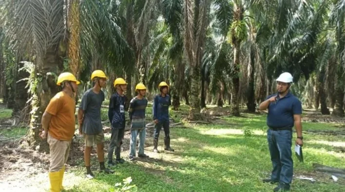 Auditor speaking with harvesters in safety helmets among oil palm at a PPPNP estate